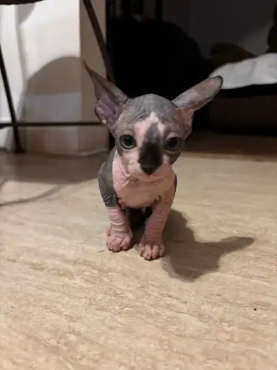 Bébés sphynx à vendre, View more