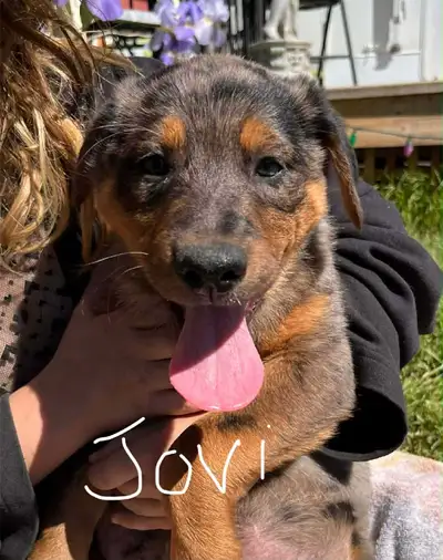10 weeks old, 5 boys, 1 girl raised around kids, kittens, cats and are played with daily Mix breed....
