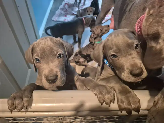 Great Dane Puppies in Dogs & Puppies for Rehoming in Sudbury - Image 16