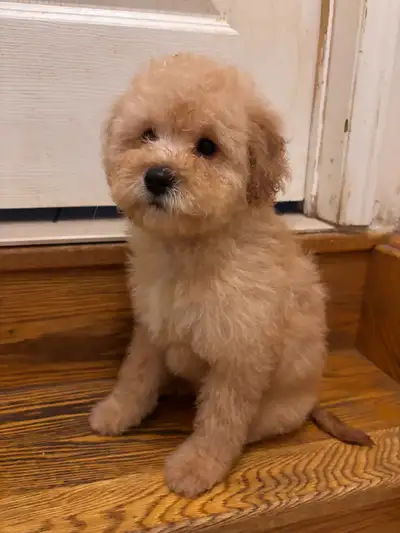 Mini poodle puppy boy, View more