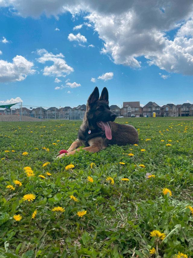 ADOPT A PUREBRED 4 M/O GERMAN SHEPHERD! in Dogs & Puppies for Rehoming in Mississauga / Peel Region