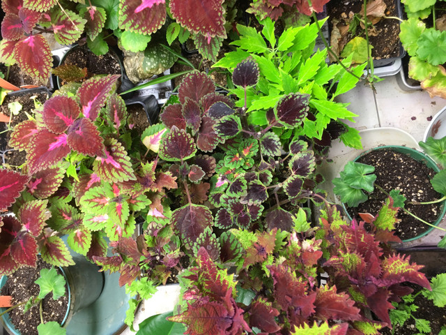 Coleus/geraniums  in Plants, Fertilizer & Soil in La Ronge