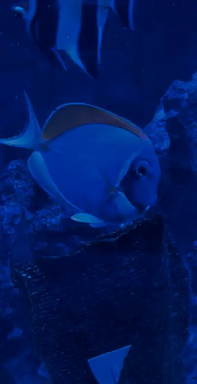 Selling a beautiful powder blue tang super healthy