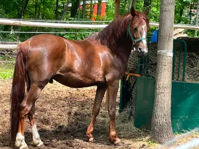 13 year old gelding Morgan project horse, View more