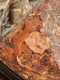 Baby's crested gecko for sell 80$ each