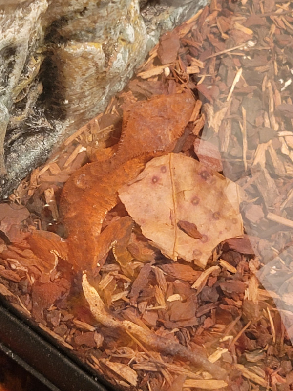 Baby's crested gecko for sell 80$ each dans Reptiles et amphibiens à adopter  à Laval/Rive Nord