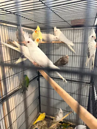 Adult cockatiels , View more