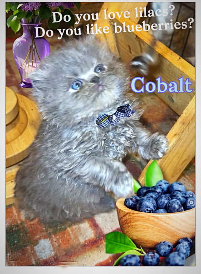 Show quality  PERSIANS kittens(boys n girls) in Cats & Kittens for Rehoming in Mississauga / Peel Region