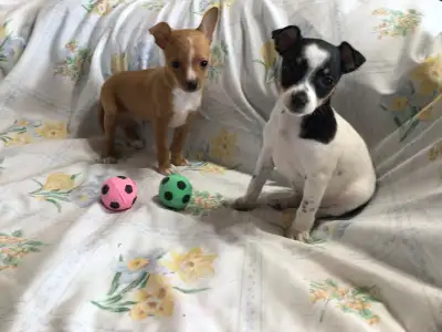 Have 2 adorable Pups 1 male and 1 female , both are ready to go to their forever homes they loves to...
