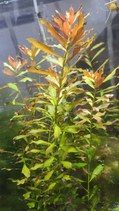 Ludwigia repens live aquarium plant, View more