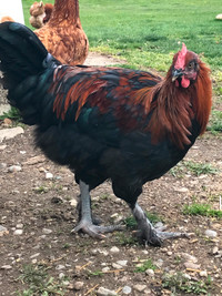 Black copper maran rooster