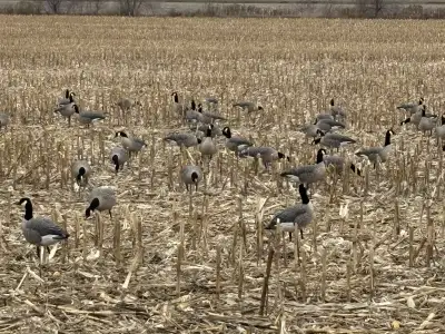 Avian X Goose Decoys AXP per dozen, View more