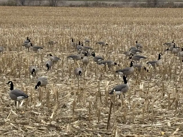 Avian X Goose Decoys AXP per dozen in Fishing, Camping & Outdoors in Ottawa - Image 2