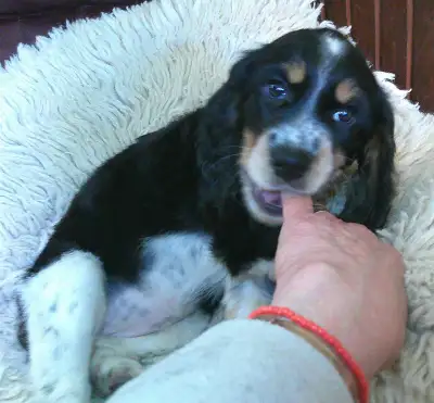 3 English SPRINGER PUPS Girls Blue ROANS Tri, View more