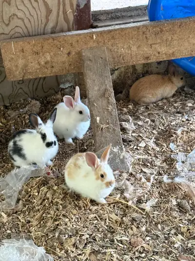 4 month old bunnies, View more