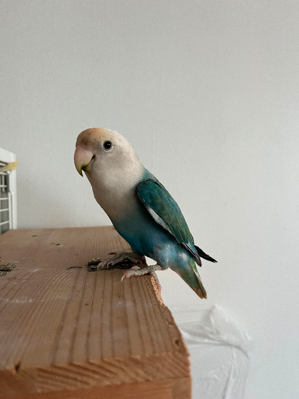 one year male lovebird rehoming in Birds for Rehoming in Burnaby/New Westminster - Image 2