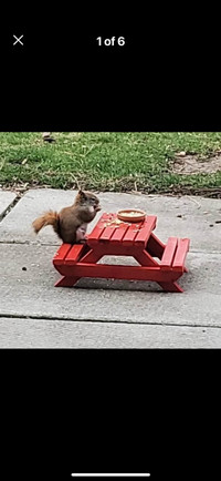 Squirrel picnic tables 