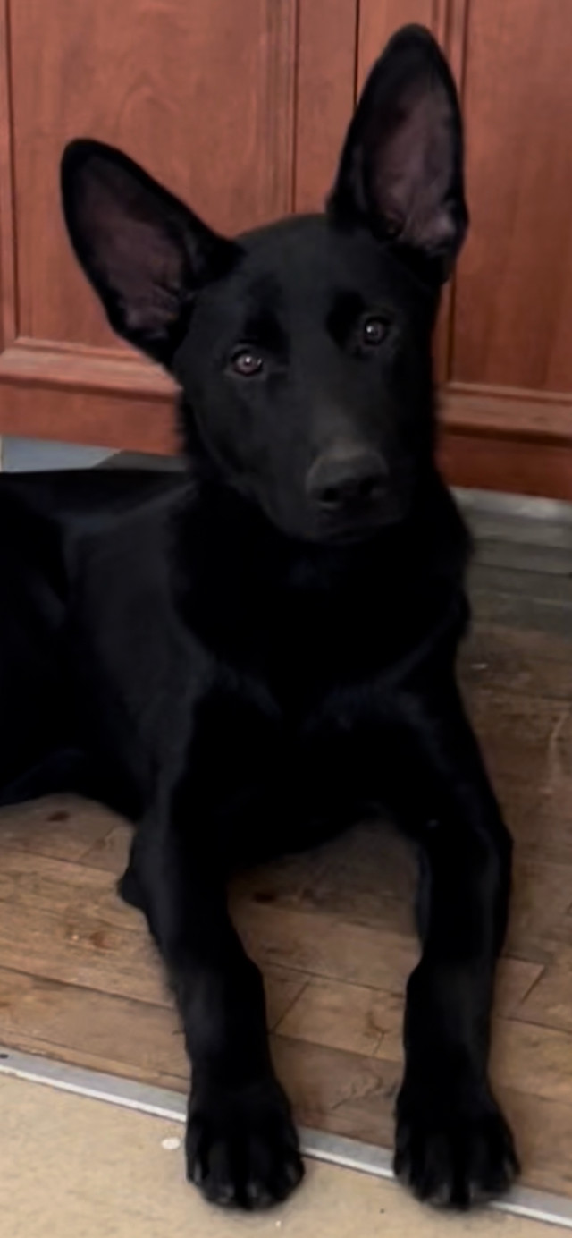 Black German Shepherd male puppy dans Chiens et chiots à adopter  à Laval/Rive Nord - Image 2