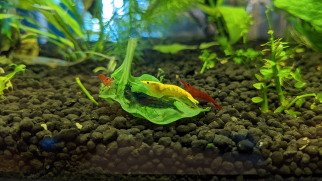 Rare Blue Moscow Guppies in Fish for Rehoming in Vancouver - Image 3