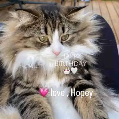Norwegian Forest male cat, View more