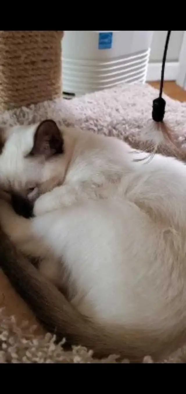 Siamese Kittens in Cats & Kittens for Rehoming in Oakville / Halton Region - Image 11