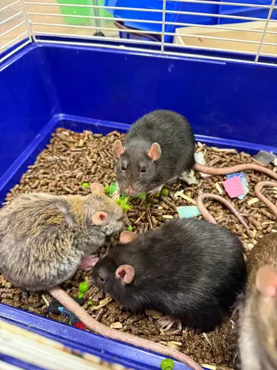 Large group of 5 female rats need to be adopted together!, View more