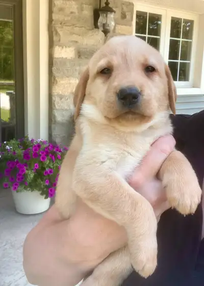 Beautiful Purebred Yellow Labs for Sale., View more