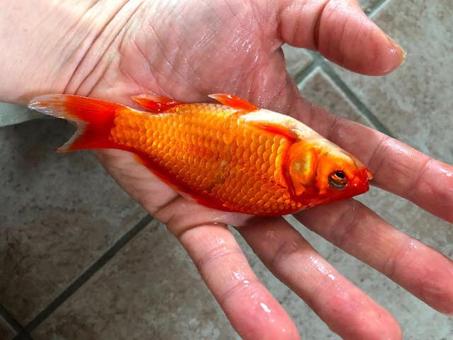 Pond goldfish in Fish for Rehoming in Kitchener / Waterloo