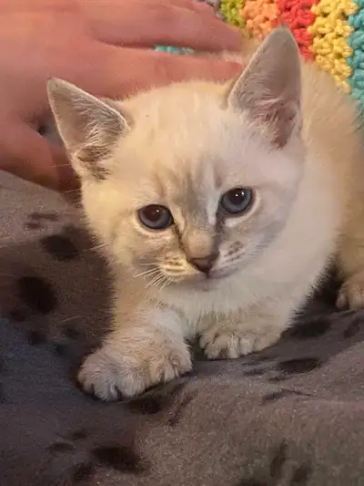 chatons Ragdoll à adopter , View more