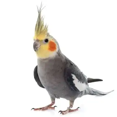 looking for baby cockatiel or Parrotlet, View more
