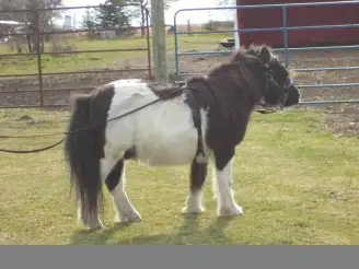 Miniature Driving Harness in Equestrian & Livestock Accessories in Winnipeg - Image 6