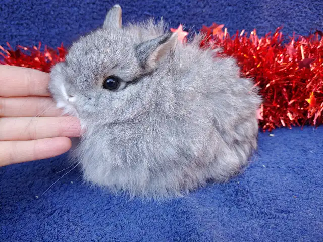 EXTRAORDINARY NETHERLAND DWARF/ JERSEY WOOLY/ LIONHEAD BUNNIES in Small Animals for Rehoming in Kingston - Image 5