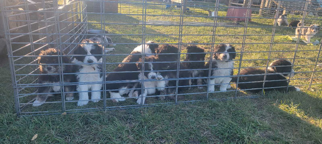 Great Mountain dog puppies in Dogs & Puppies for Rehoming in Calgary