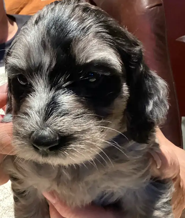 New Merle  medium doodles  born April 11 in Dogs & Puppies for Rehoming in Owen Sound - Image 7