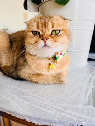 Adorable Female Scottish Fold Colour Point Available!, View more