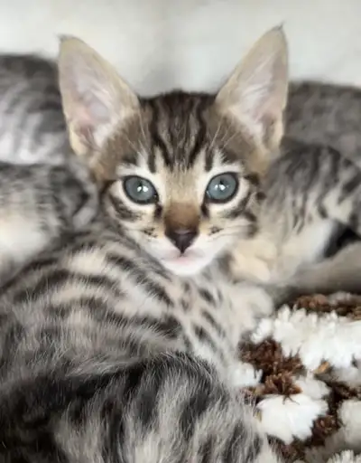 Savannah Cross Kittens, View more