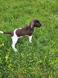 German shorthaired  pointers puppies 