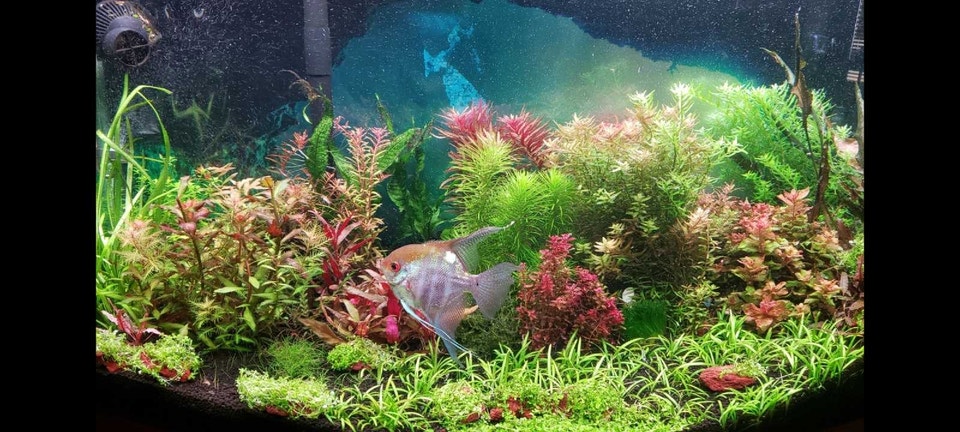 Aquarium Plants! 15 species, amazing deal! | Fish for Rehoming ...