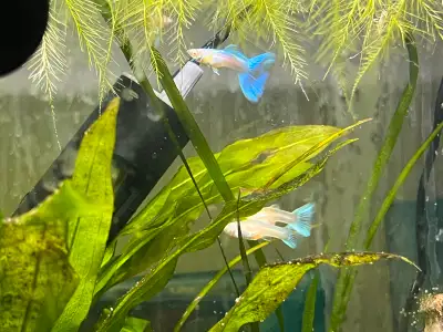 Albino Guppy, View more