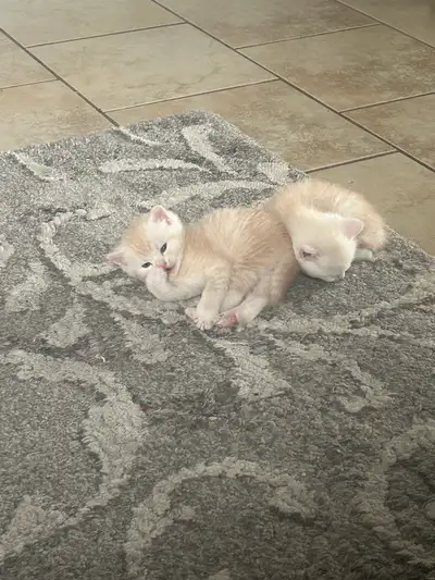 Chaton à adopter Ils sont nés le 10 mai et sont élevés en milieu familial. Ils sont sociable , aime...