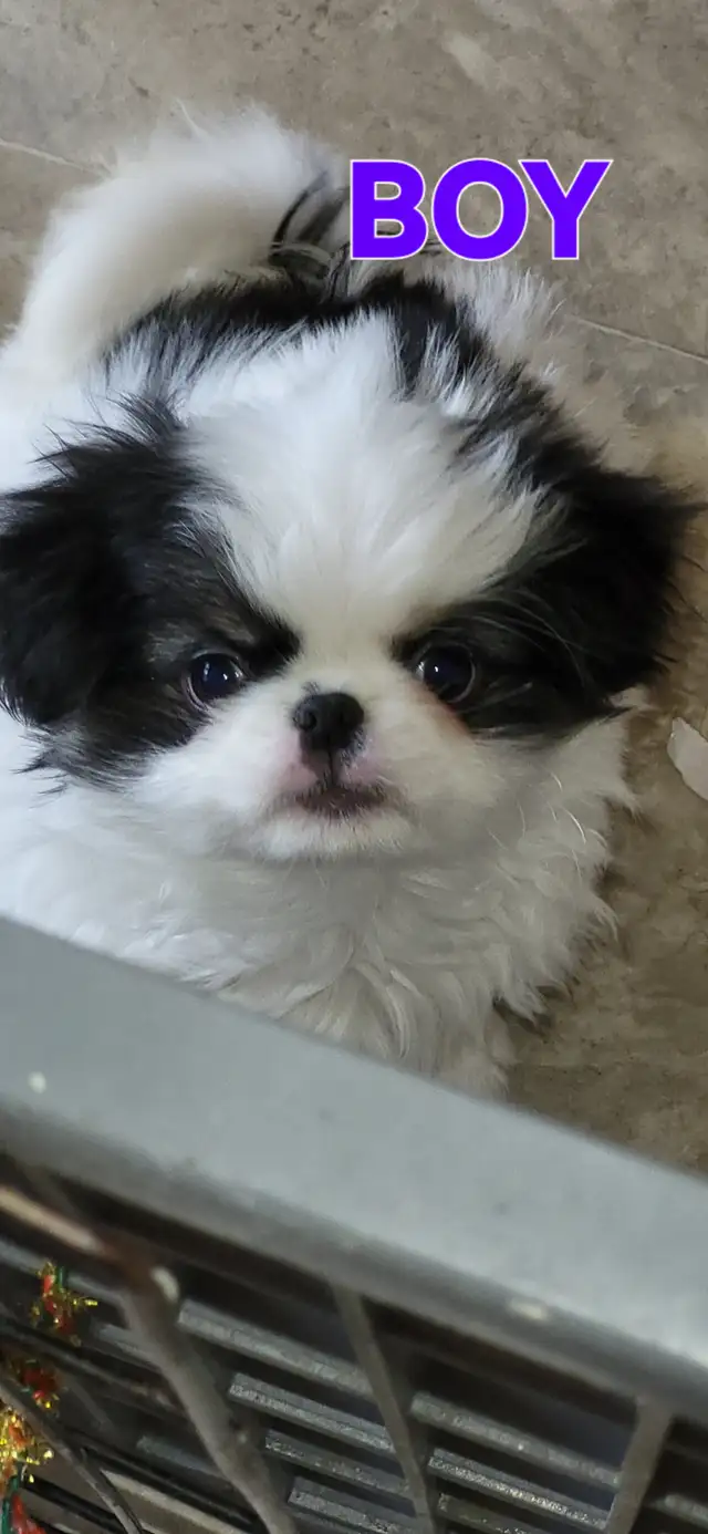 JAPANESE CHIN in Dogs & Puppies for Rehoming in Calgary - Image 7