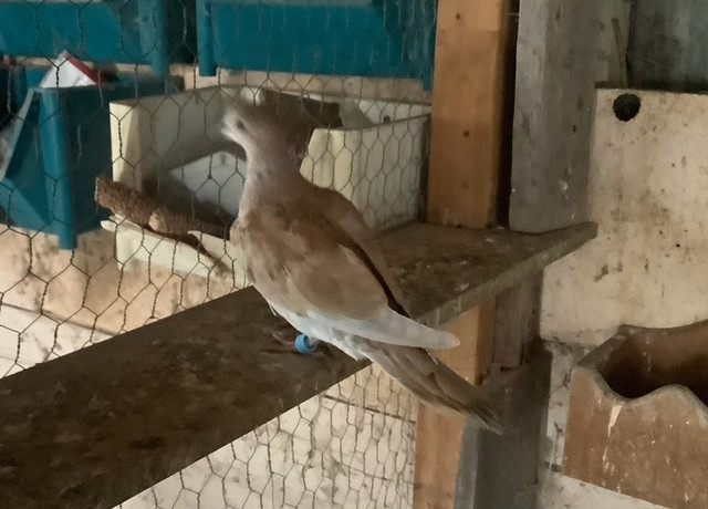Ringneck Doves in Birds for Rehoming in Peterborough - Image 2