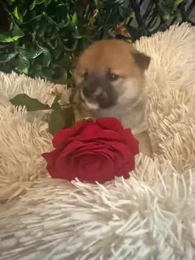 Shiba inu, View more