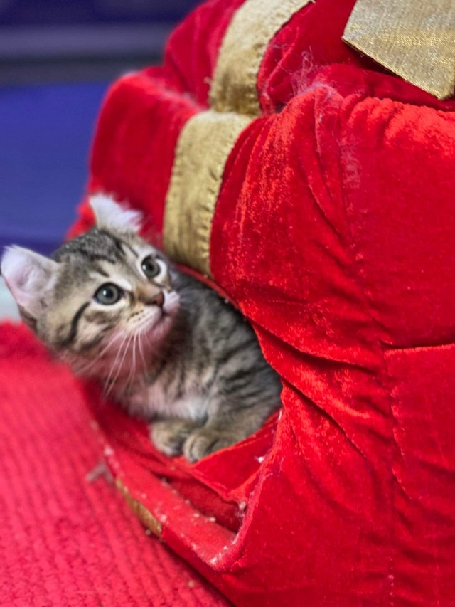 Purebred Munchkin kittens for sale Cats & Kittens for Rehoming City