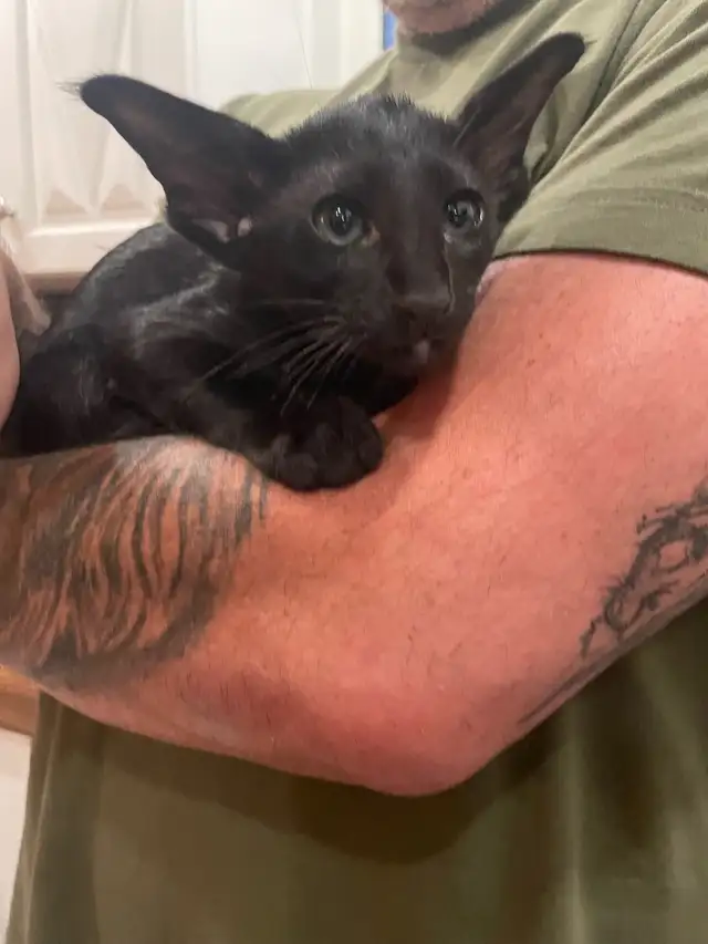 oriental short hair in Cats & Kittens for Rehoming in Lanaudière - Image 6