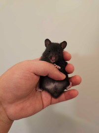 Male Black Bear Syrian Hamster for adoption