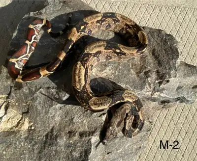 Hypo img 50%het kahl albino. D.O.B. June 12, 2024. 3 males available. Feeding on F/t mice.