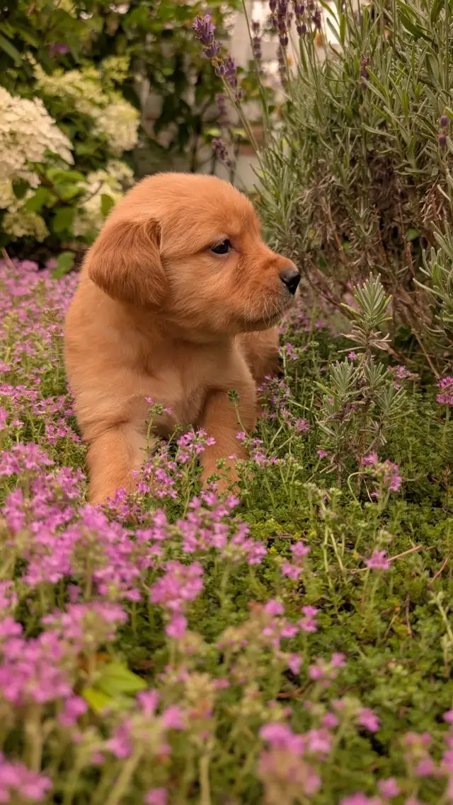 Golden Retrievers Ready for Home! in Dogs & Puppies for Rehoming in Oakville / Halton Region - Image 9