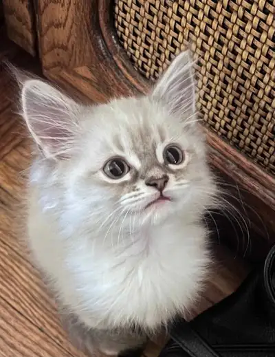 Siberian x Ragdoll kittens , View more