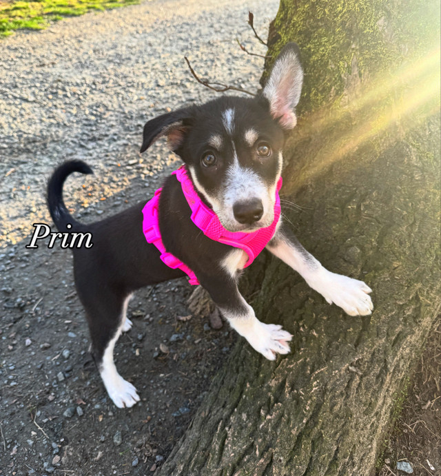 Training started/ hand raised husky mix puppy in Dogs & Puppies for Rehoming in Chilliwack